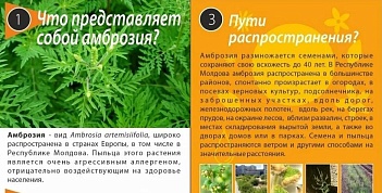 Вопросы про амброзию